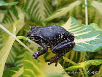 AMA0122 Smilisca baudinii.jpg