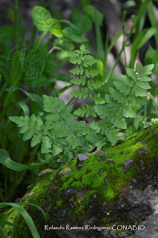 RRR0242%20Cheilanthes%20lozanoi%20var.%20seemannii.jpg.nyfEwdD0Mf1Lx9FhQA3g0JtbmFja29CbnFuZ3NAbXJ6LGtwZwA.LWbOfAGJU 