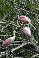 CNS0867 Platalea ajaja.jpg