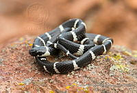 FCMB019 Tropidodipsas philippii.jpg