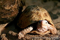 LV0017 Terrapene carolina ssp. yucatana.jpg