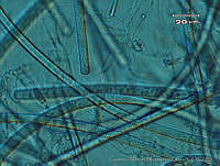 UNAMGAMZ-51 Phormidium retzii.jpg