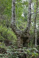 IMDOC3954 Alnus sp..jpg