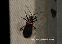 JBV059 Rhiginia cinctiventris.JPG