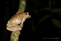 OJL043 Smilisca baudinii.jpg