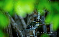 FBA0980 Chloroceryle americana.jpg