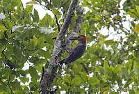 JHC0104 Melanerpes aurifrons.jpg