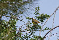 ZAPF0187 Myiozetetes similis.jpg