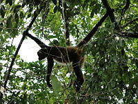 TDJOM013 Ateles geoffroyi.jpg