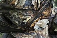 IMDOC2682 Russula sp..JPG