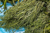 IMDOC Hong 0069 Porophyllum linaria.jpg