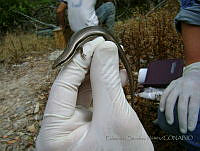 ESN016 Marisora brachypoda.jpg