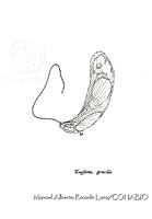 MARL0294 Euglena gracilis.jpg