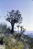 2874 Beaucarnea gracilis.jpg
