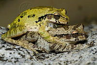 IMDOC1020 Smilisca baudinii.jpg