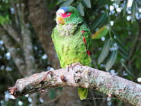 MCS115 Amazona albifrons.JPG