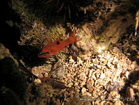JAJ0019 Apogon maculatus.jpg