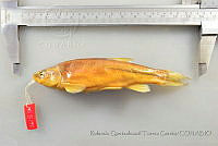 RQTG1186 Gila conspersa.jpg