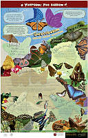 mariposas_yoreme.jpg