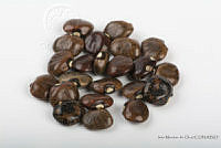 IMDOC2555 Phaseolus lunatus.jpg