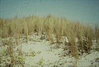 FGM1689 Uniola paniculata.JPG