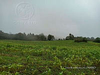 SG002 0286 Zea mays.jpg