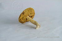 ZAPF 0705 Boletus sp..jpg