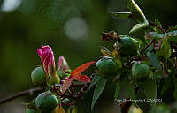 FBA1319 Gossypium hirsutum.jpg