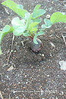 ZG012 0046 Beta vulgaris.jpg