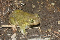 JCC0345 Scaphiopus couchii.JPG