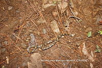 NLMM006 Leptodeira septentrionalis.JPG