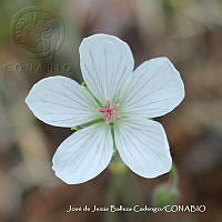 JJBC0249 Geranium latum.JPG