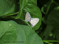 ADJ0332 Leptotes marina.jpg