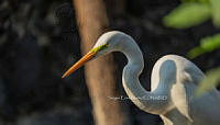 SM0634 Ardea alba.jpg