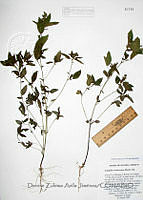 DZAJ1775 Acalypha neomexicana.JPG