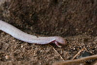 IDG0708 Bipes biporus.jpg