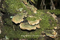 MN6PyH0056 Stereum fasciatum.jpg