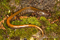 ECA0279 Pseudoeurycea amuzga.jpg