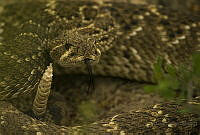 EH01 Crotalus atrox.jpg