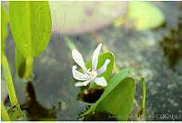 JRBBFM026-115 Heteranthera limosa.jpg