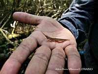 AIV040 Leptysminae.JPG