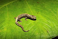 JLAL0015 Bolitoglossa alberchi.jpg