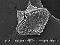 ZME y MEMC-LFMS267 Protoperidinium obtusum.JPG