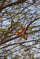 CGL5272 Pithecellobium dulce.jpg