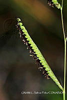 JF078 0577 Paspalum wrightii.jpg