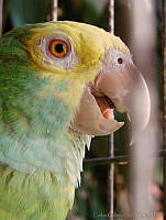 CGL0131 Amazona oratrix.jpg