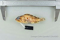 SGQ3367 Scorpaenodes xyris.jpg