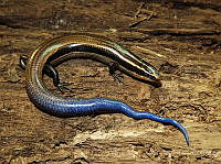 JLAL0064 Plestiodon lynxe.jpg