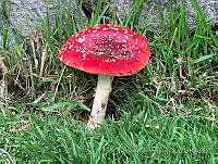 PRB0620 Amanita muscaria.jpg