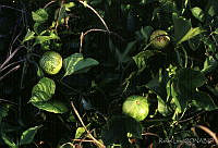 25066 Cionosicyos excisus.jpg